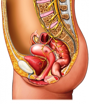 Female pelvis lateral