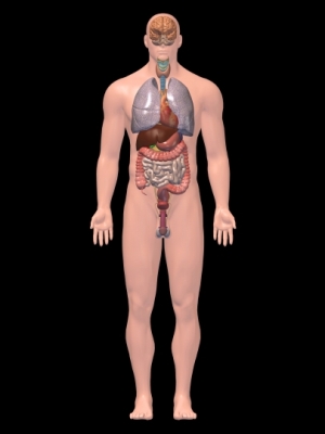 Internal organs 3D